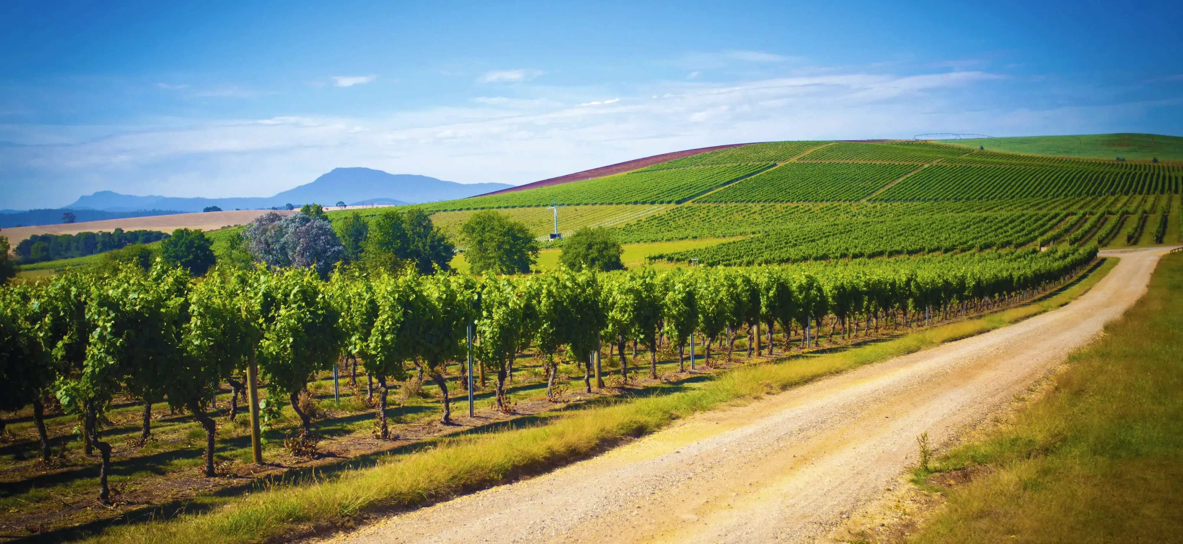 Romanian vineyards