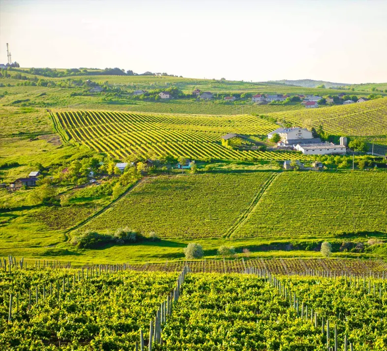 Cotnari Winery