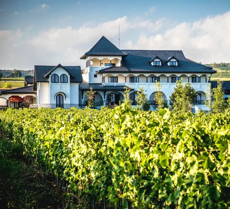 Ceptura Vineyard