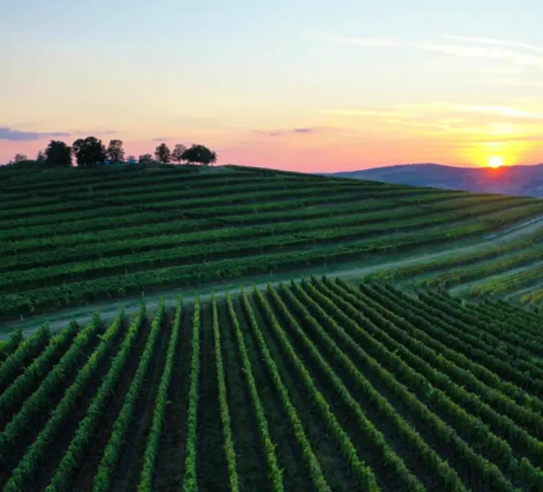 Tohani Vineyard