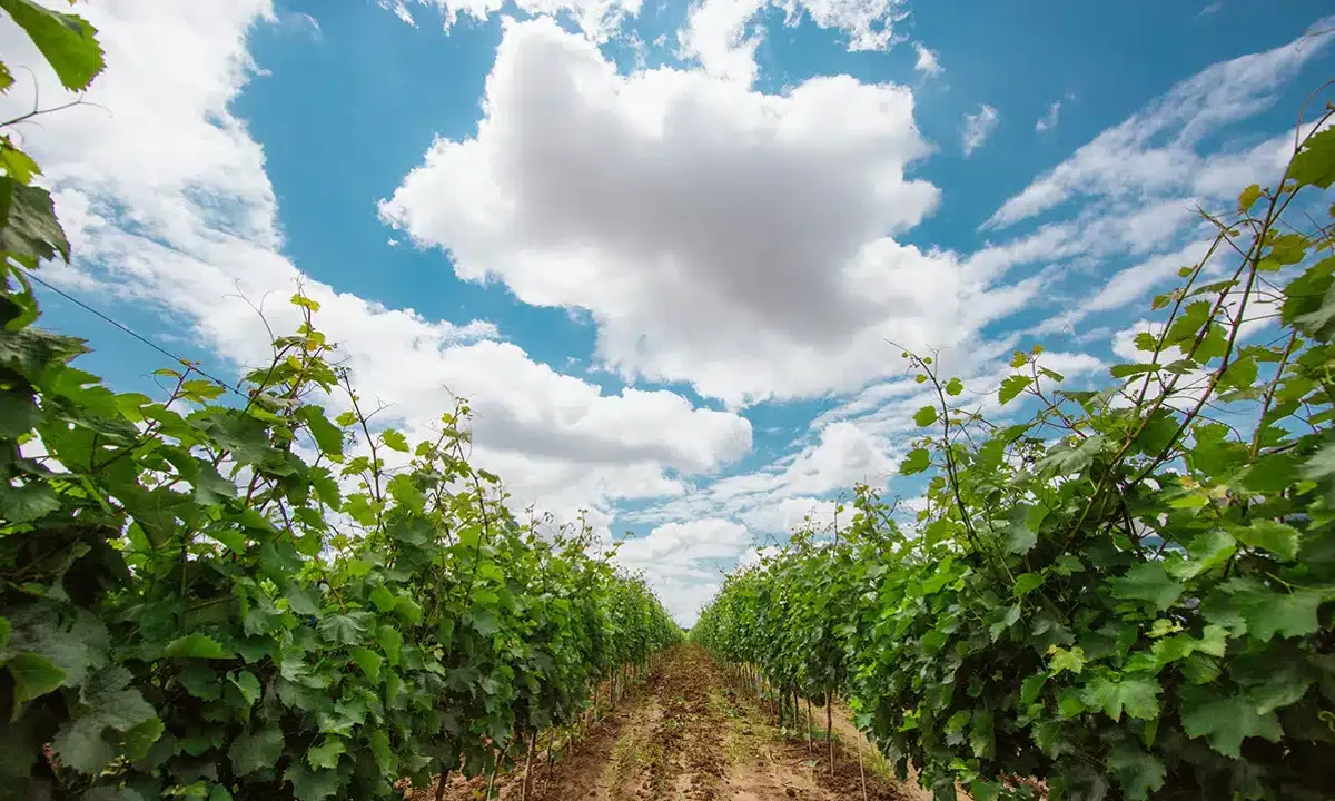 Darabont Family Winery - Biharia, Romania