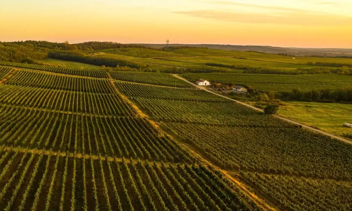 Domeniile Samburesti Winery - Samburesti, Oltenia