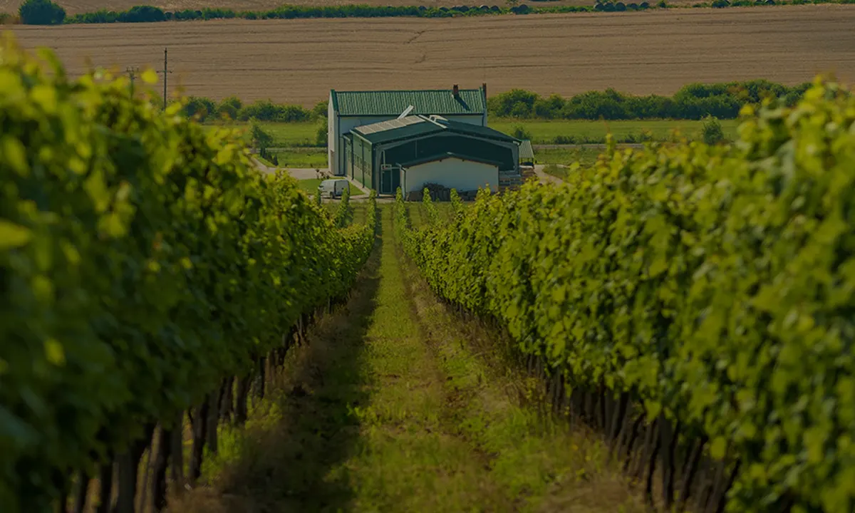 Teodor Winery